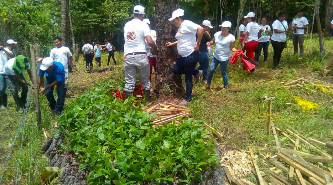 reforesta1